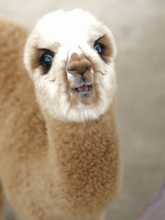 Alpaca World in Gangwon-do, Korea